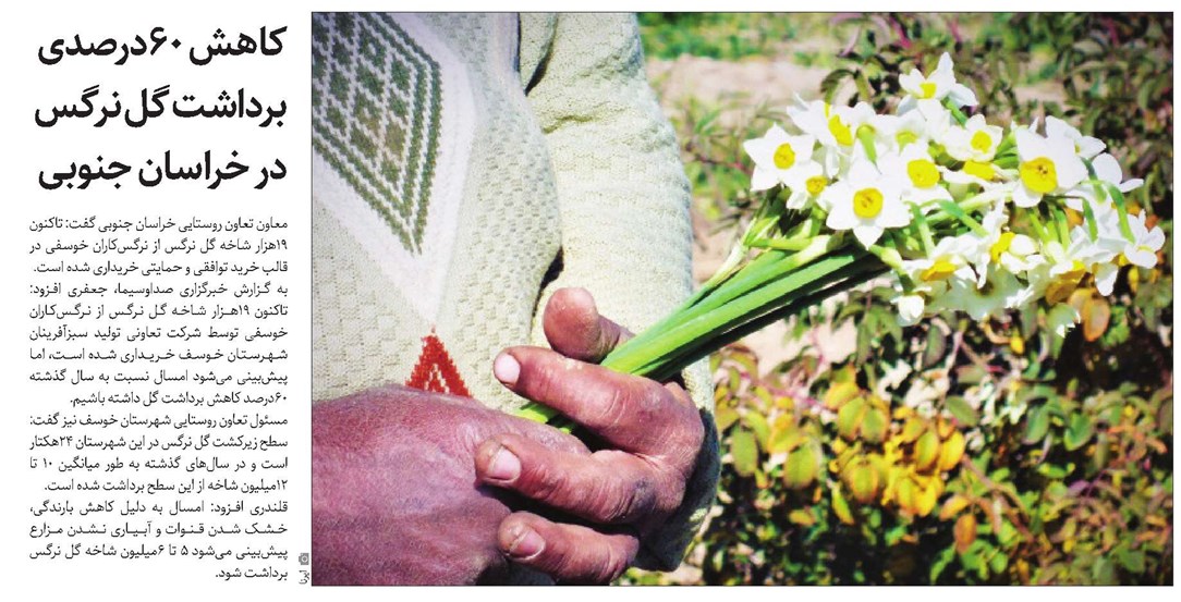 کاهش 60درصدی برداشت گل نرگس در خراسان جنوبی